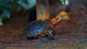 乌龟吃瓜视频全过程,萌态十足，网友直呼可爱爆表