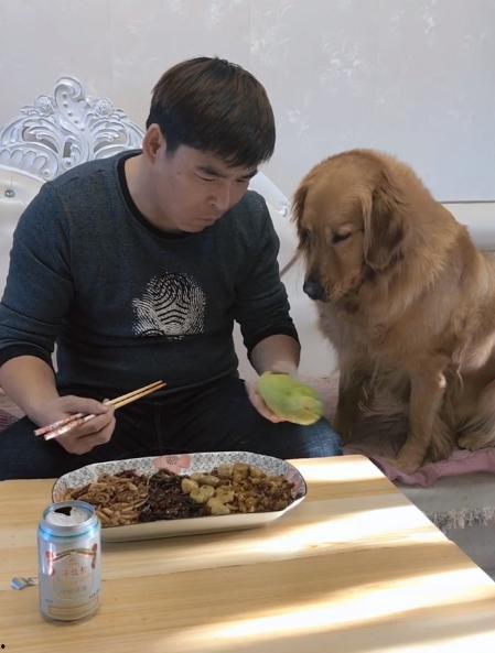 金毛吃瓜最新视频,萌宠美食瞬间，笑翻网友