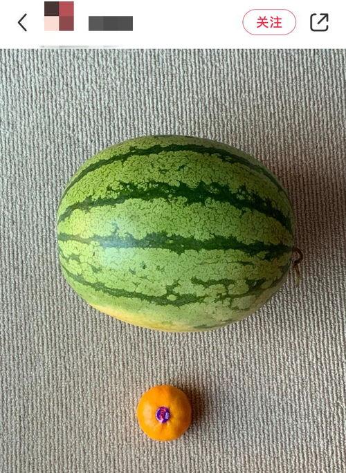 外国人中国人吃瓜视频,趣味横生的中外吃瓜文化大碰撞