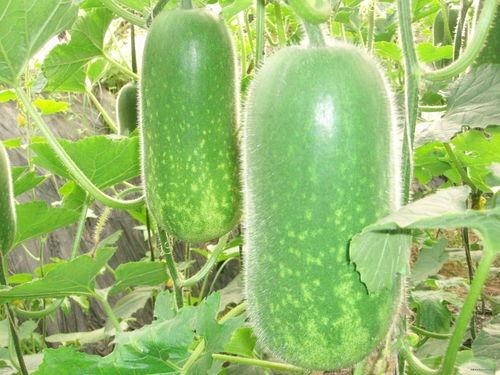 吃瓜写真风格视频大全,全网热门！吃瓜写真风格视频大盘点