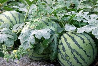 吃瓜视频鉴定,娱乐圈幕后真相大曝光