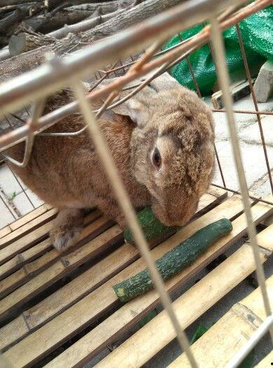 兔子吃小瓜视频播放下载,萌宠美食瞬间，视频播放下载热潮