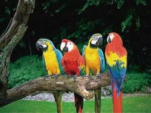 带你吃瓜沙雕鹦鹉视频,欢乐视频笑翻天