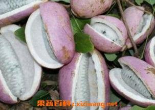 八月瓜怎么吃最好吃视频,视频教你如何吃出最佳口感