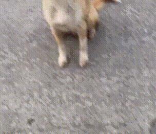 幼犬可吃方瓜吗视频讲解,营养与注意事项详解