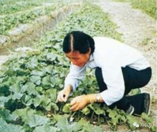 奋战吃瓜现场视频大全集