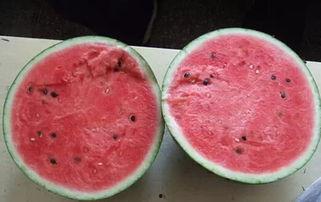 吃瓜了会中毒吗视频大全