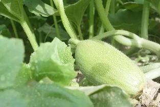 新疆网红吃瓜视频,一场视觉与味蕾的盛宴