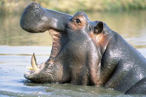 河马吃蜜瓜的故事视频,一场与蜜瓜的奇妙邂逅
