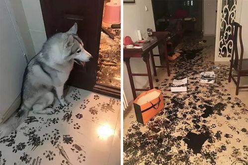 主人带狗吃瓜视频在线观看,主人带狗吃瓜视频，萌态十足，在线观看必笑