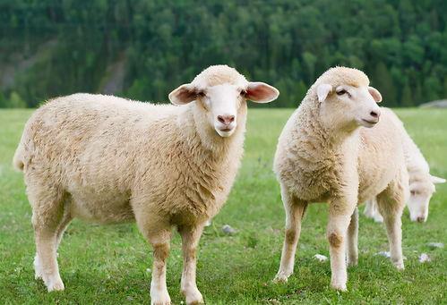 荷兰猪吃羊瓜吗好吗视频