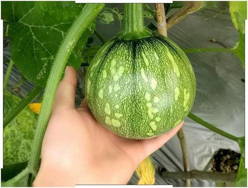 籽瓜熟吃做法大全窍门视频,视频详解全方位烹饪技巧