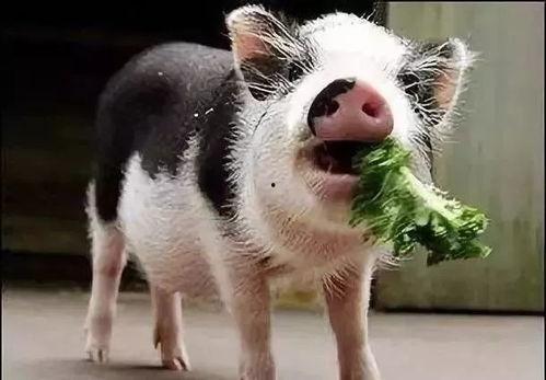 吃瓜小猪视频剪辑怎么做,揭秘吃瓜小猪视频剪辑背后的制作技巧