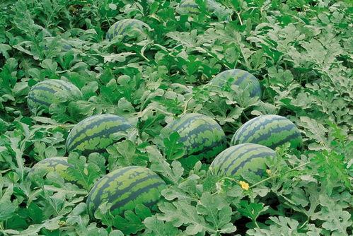 伊犁人吃瓜视频,一场视觉与味觉的双重盛宴