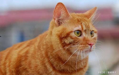 青圆瓜猫咪可以吃吗视频,猫咪能否享用这美味佳肴？