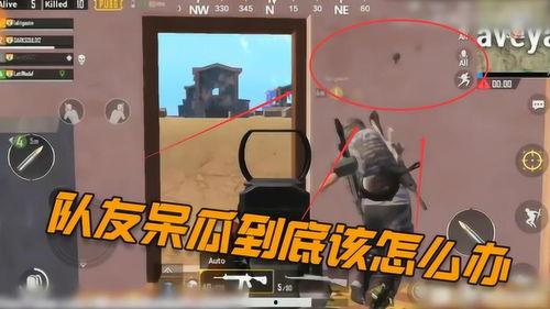 吃鸡有人斗呆瓜视频吗,吃鸡界“呆瓜”对决，精彩视频来袭！