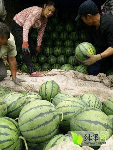 禹城吃瓜最新事件视频,揭秘网络热议背后的真相