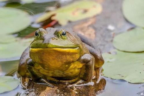 给瓜爸吃牛蛙视频大全