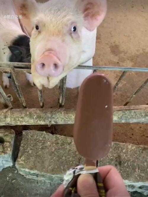 带你吃瓜摘雪糕视频,带你一探带你吃瓜摘雪糕的甜蜜瞬间