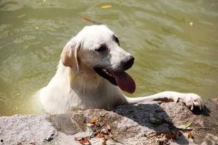 狗吃大哈密瓜好不好呢视频,揭秘哈密瓜对狗狗的益处