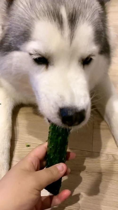 主人为了狗吃瓜视频,一起享受吃瓜视频的乐趣