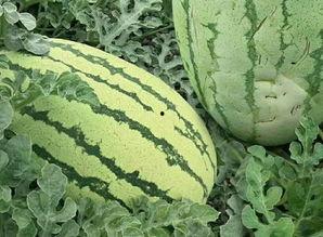 你吃瓜的样子视频大全集,揭秘热门视频大全集