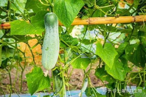 吃瓜该如何使用肥料呢视频,科学施肥，瓜果更甜美