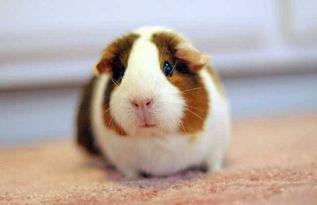 荷兰猪吃洋瓜好吗视频讲解,荷兰猪食用洋瓜的益处与注意事项