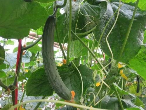 博文真实吃瓜视频,博主带你直击热门视频幕后