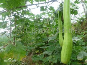砍瓜吃的危害视频大全,视频大全警示录