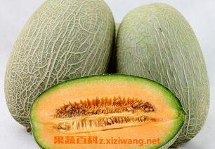 黄胖子吃哈密瓜可以吗视频