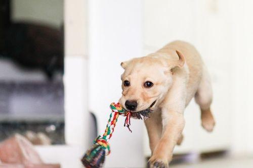 狗狗吃小乳瓜好吗视频,狗狗食用小乳瓜的安全性探讨
