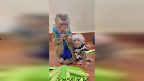 猴哥跟狗宝宝吃瓜视频播放,萌态十足引网友热议