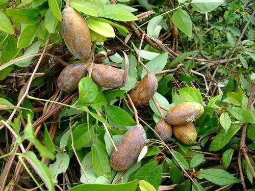 小鸡炖八月瓜可以吃吗视频,小鸡炖八月瓜，营养滋补两不误