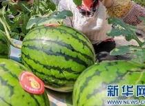 新乡吃瓜事件视频最新消息,最新视频揭露惊人真相，网友热议不断