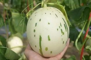 抖音吃流星蜜瓜的视频,流星蜜瓜美味瞬间，网友直呼“舌尖上的流星”