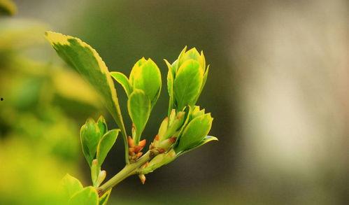 春天万物复苏吃瓜视频,春天吃瓜视频盛宴