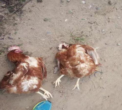 鸡吃角瓜拉稀怎么办视频