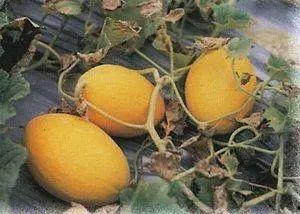 和田市吃瓜视频,全民共享清凉时光