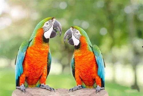 鹦鹉 吃哈密瓜好吗视频