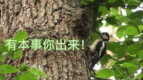 看小鸟吃瓜视频在线观看,跟随镜头见证小鸟的美食探险